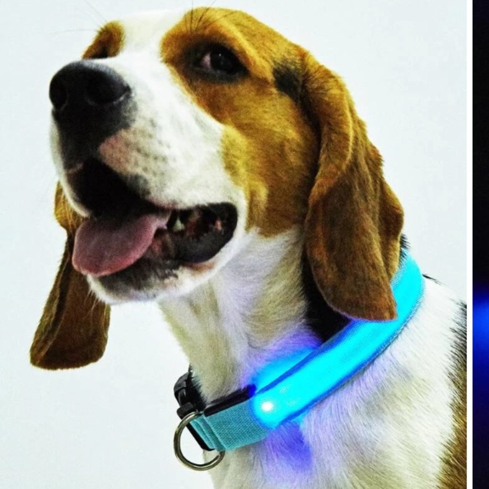 New LED Blue Dog Collar– Solid or Flashing Dog Collar- Size Large - Picture 7 of 11